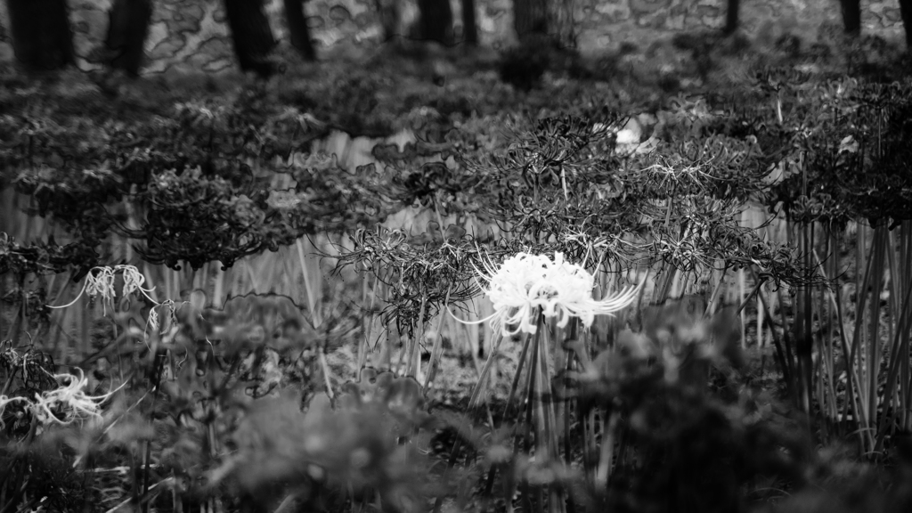 DSC_2547