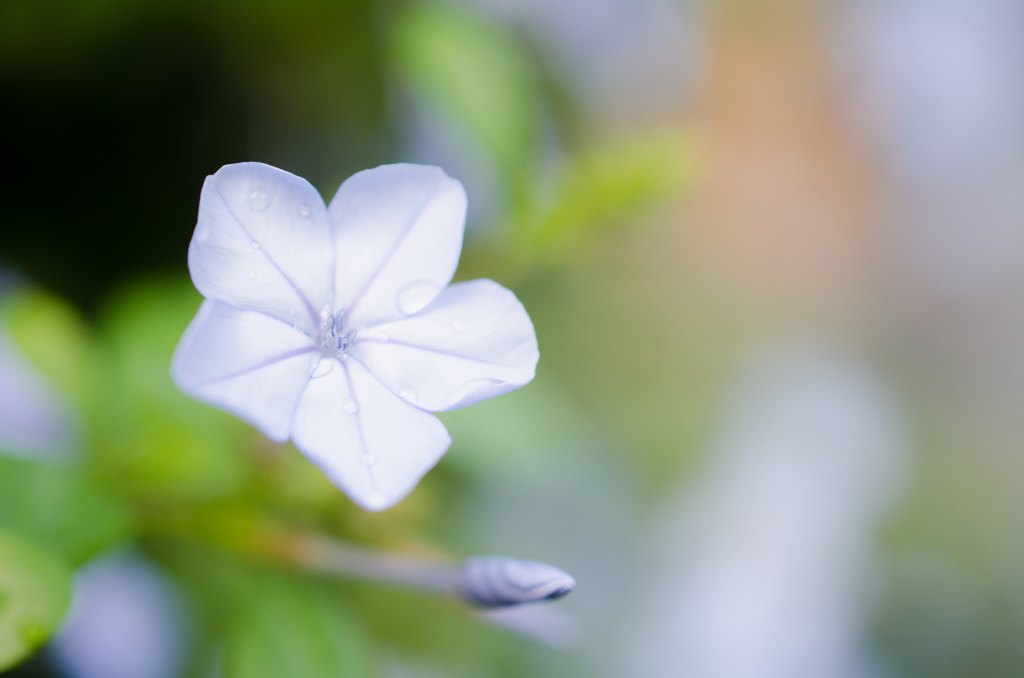 DSC_13501350