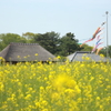 菜の海とのぼり鯉