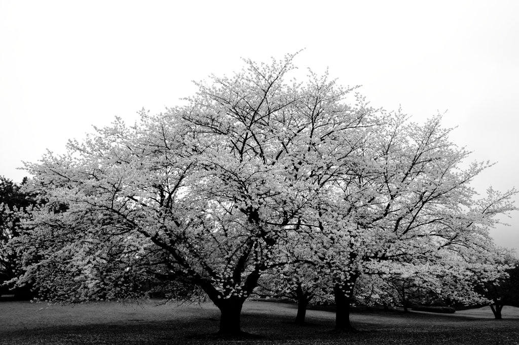春を謳歌する桜花