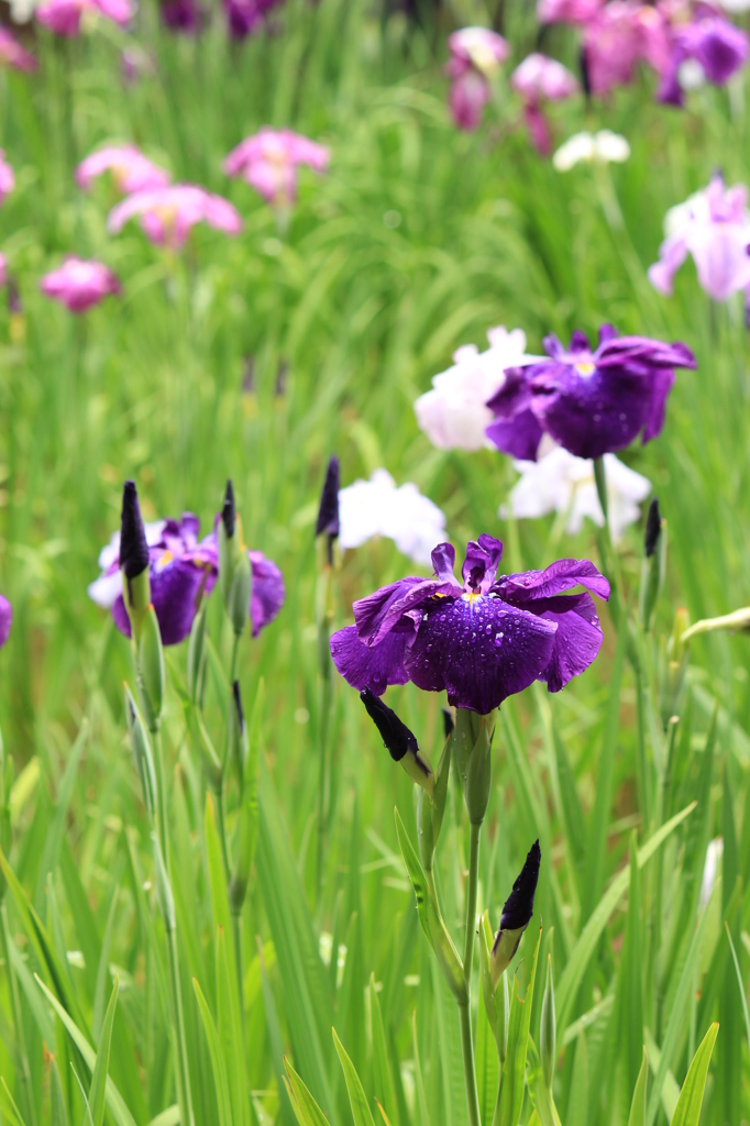 花菖蒲