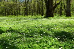 上高地　徳沢のニリンソウ