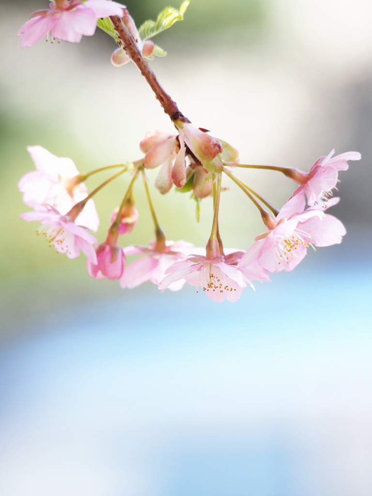 春の彩り