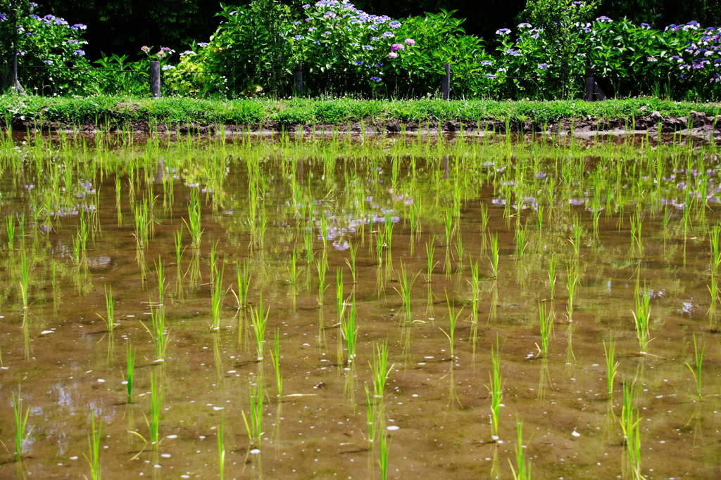 都市農業公園　（紫陽花と田植え）