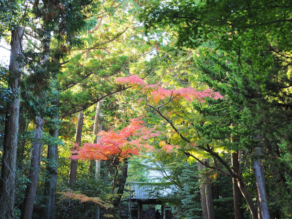 寿福寺　紅葉