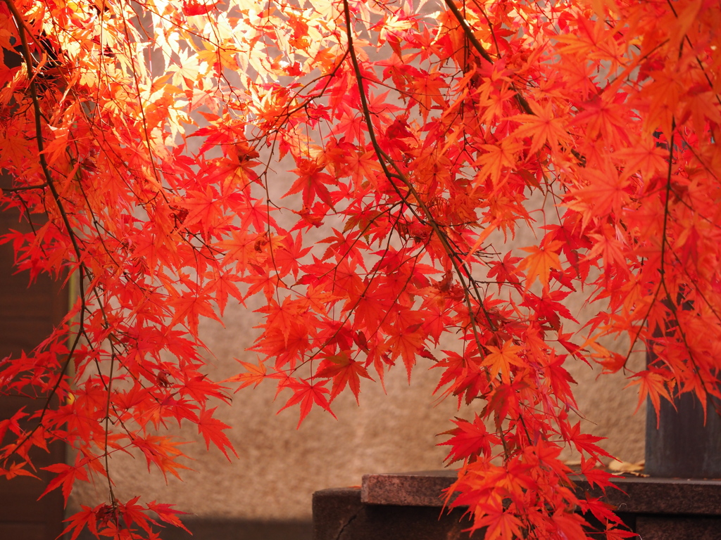 薬師寺　紅葉