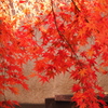 薬師寺　紅葉