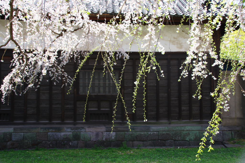 皇居乾門　枝垂れ桜