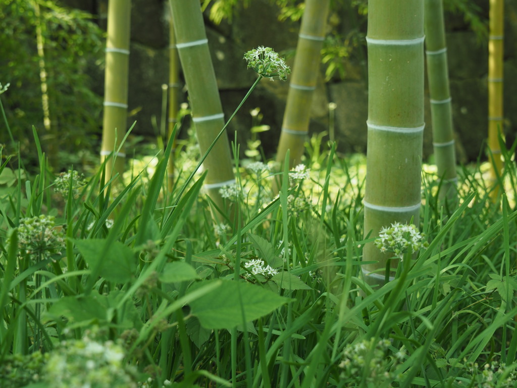 竹林に咲く