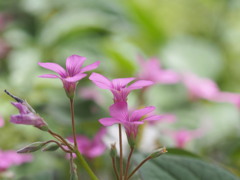 野の花・・・四季