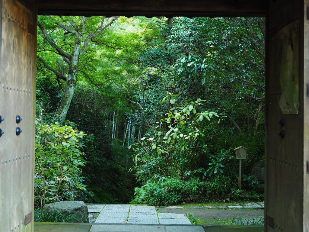 瑞泉寺　緑葉