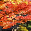 庭園の紅葉