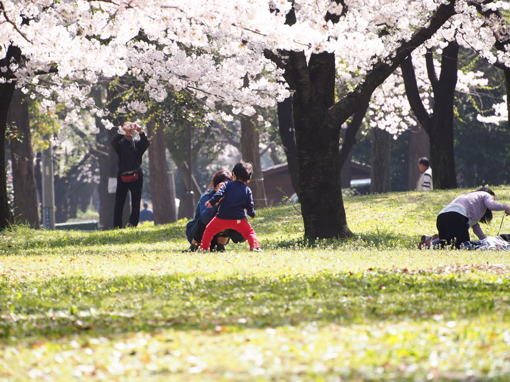 桜模様