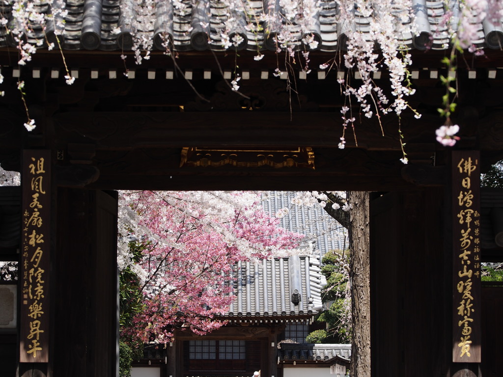 山門の桜