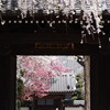 山門の桜