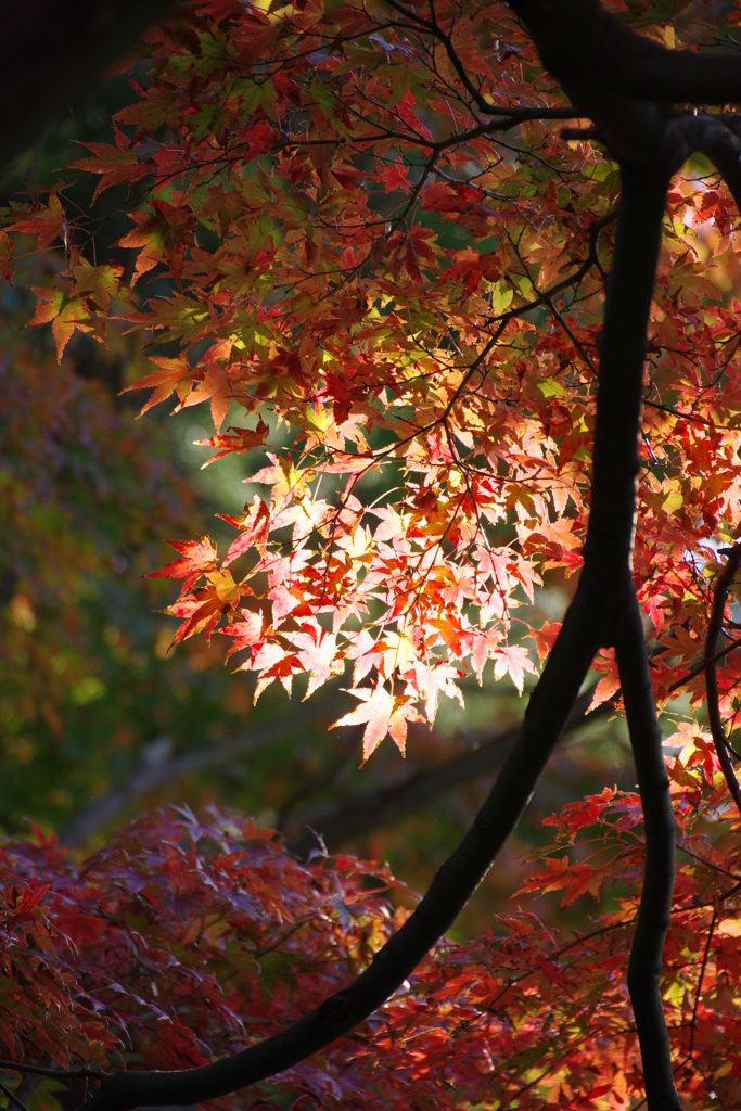円覚寺紅葉
