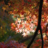 円覚寺紅葉