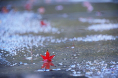紅葉に輝く
