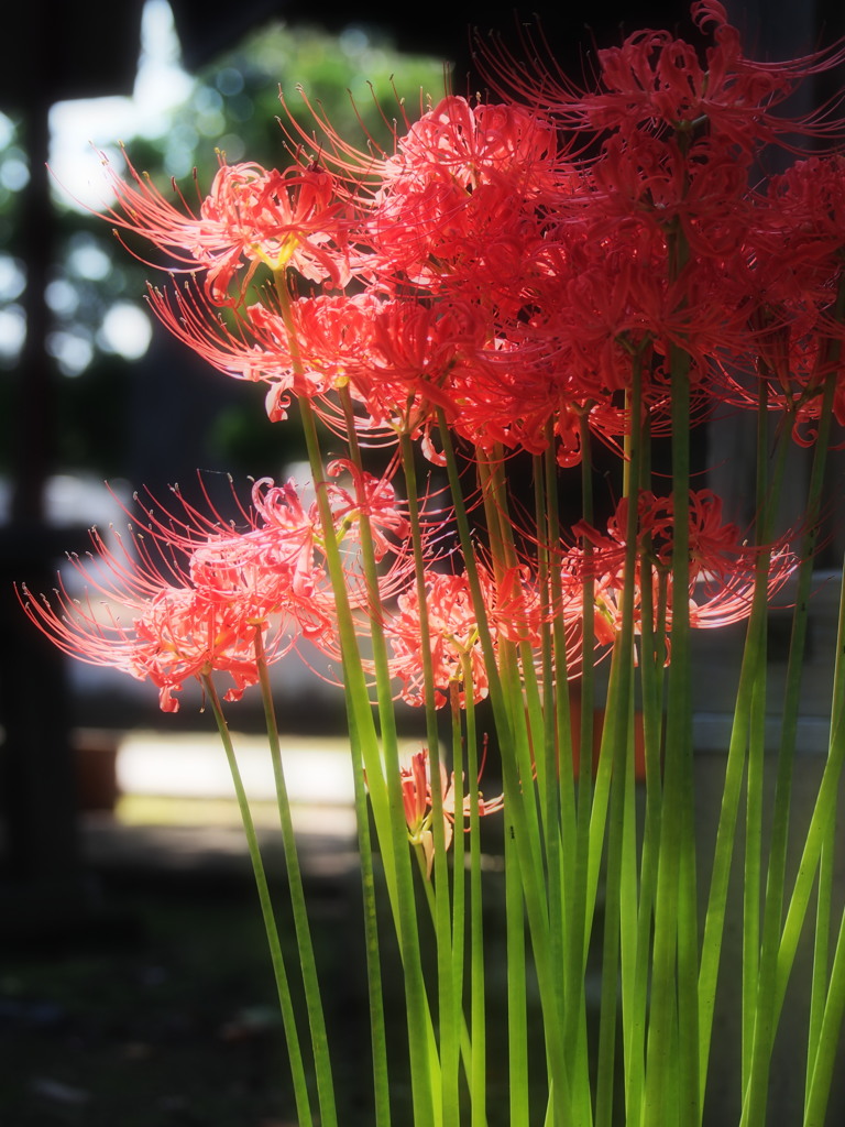 彼岸花