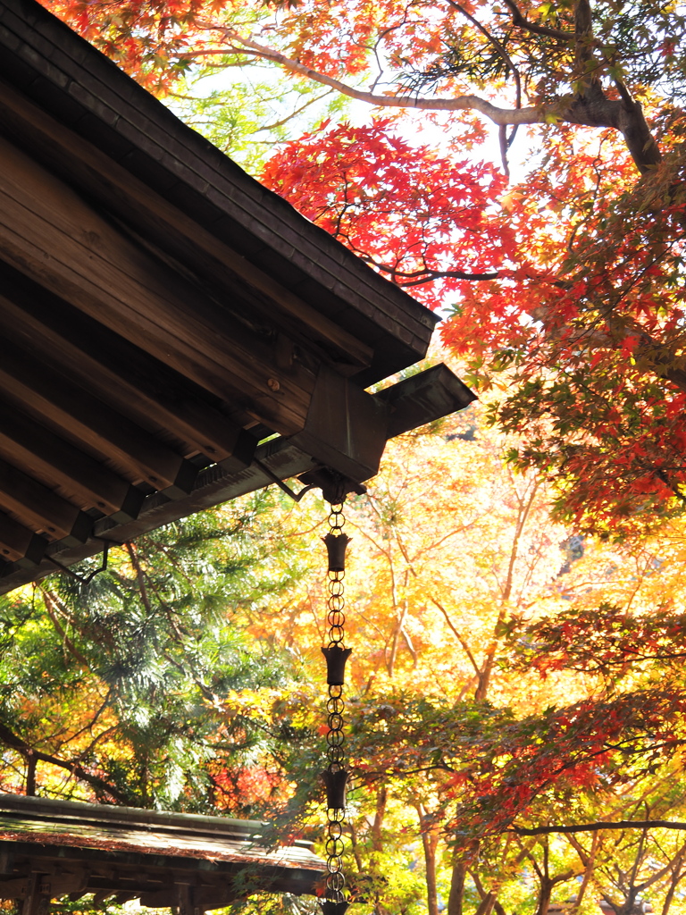 覚園寺　紅葉