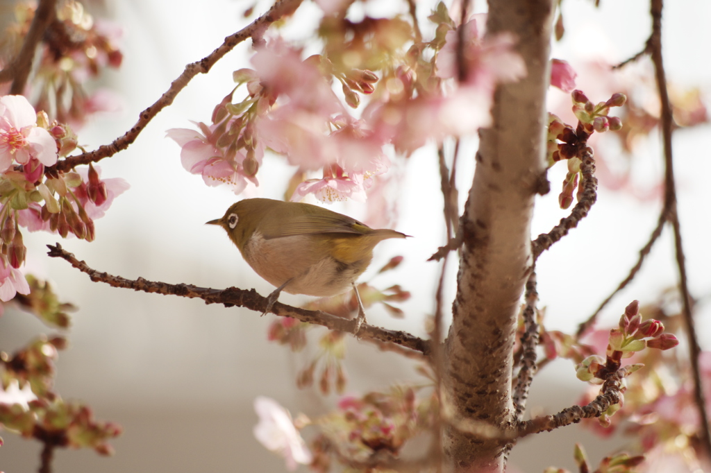 春をつげる