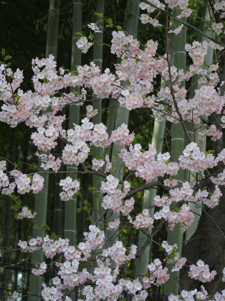 桜・・・やすらぎ