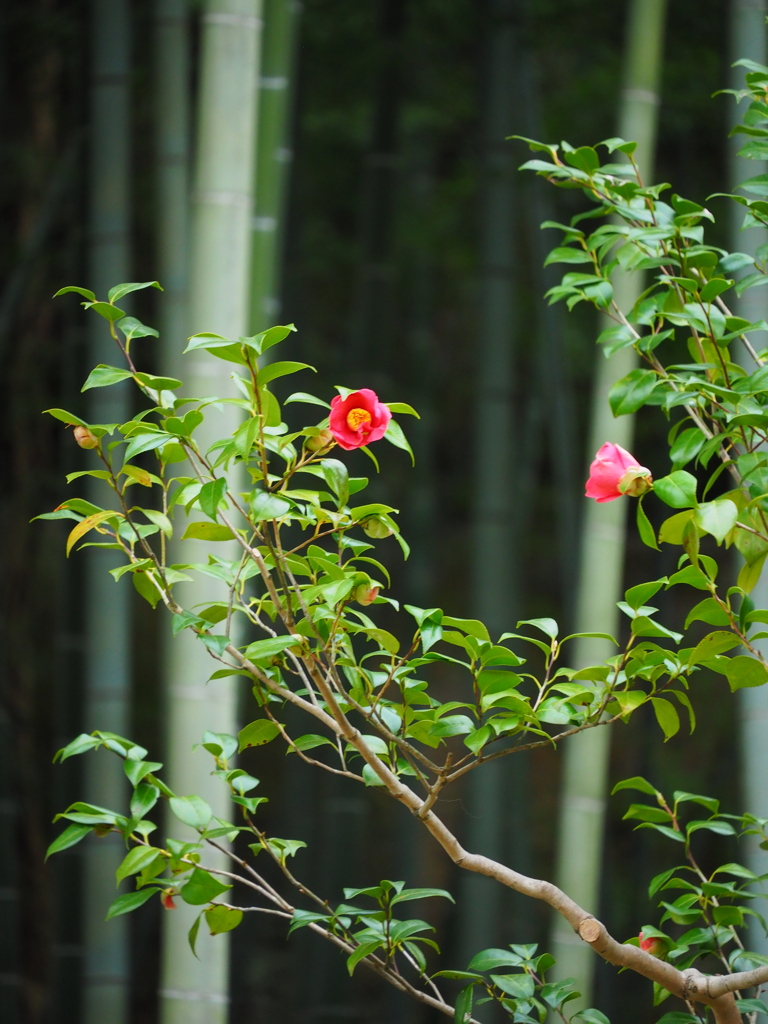 竹林に咲く