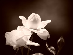 白いバラの想い