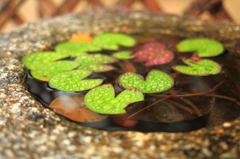 紅一点