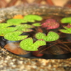 紅一点