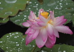 雨の力