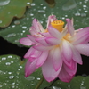 雨の力