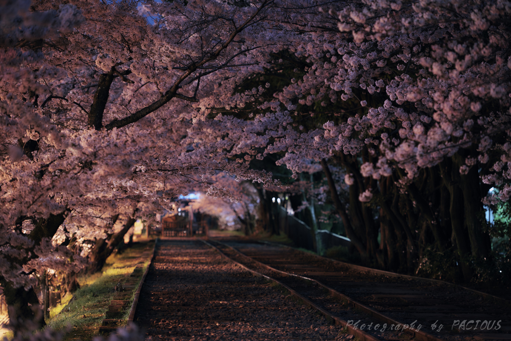 インクラインの夜桜②