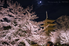 満月に望む春の東寺