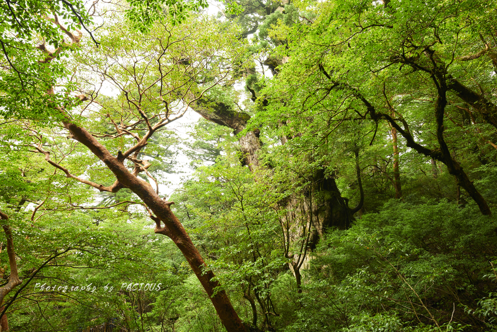 世界遺産 縄文杉