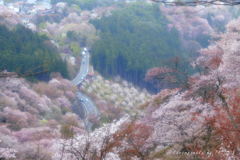 上千本からの桜景色①