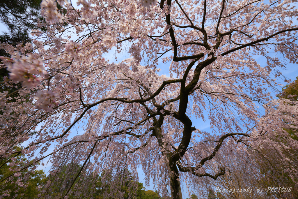  近衛邸跡の枝垂れ桜③