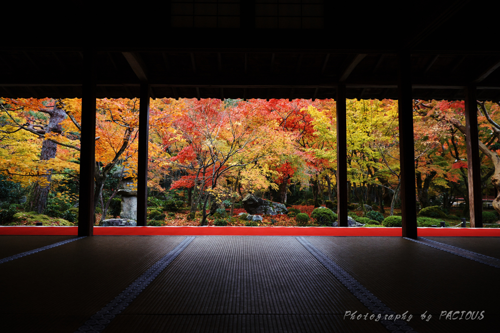 圓光寺紅葉絵巻