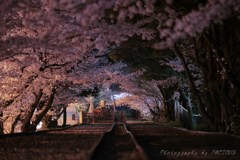 インクラインの夜桜①