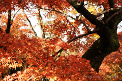 東福寺の秋景色