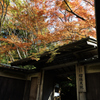瑠璃光院の秋