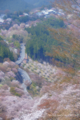 上千本からの桜景色②