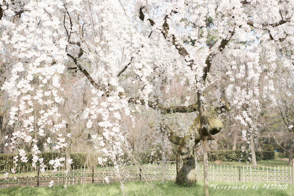 桜爛漫