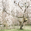 桜爛漫