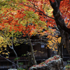 紅葉乱散華