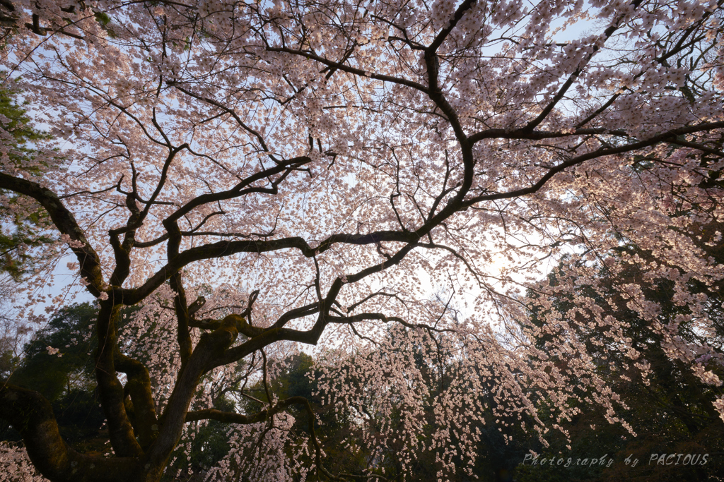  近衛邸跡の枝垂れ桜②