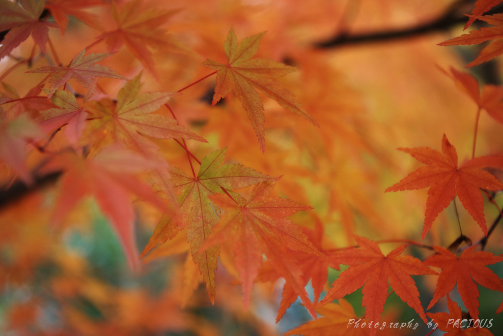 緑残す紅葉景色