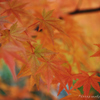 緑残す紅葉景色