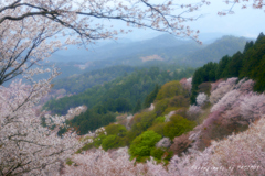 桜のフォトフレーム