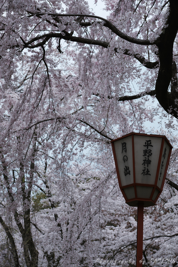 平野のしだれ桜